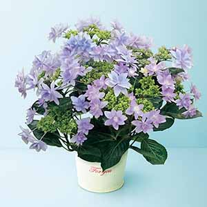 日比谷花壇 あじさい「ダンスパーティー」ブルー(SUSTEE付)【母の日】