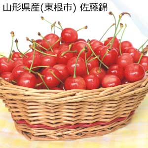 山形県産(東根市) 佐藤錦(お届け期間：6/5〜6/30)【夏の贈りもの・お中元】