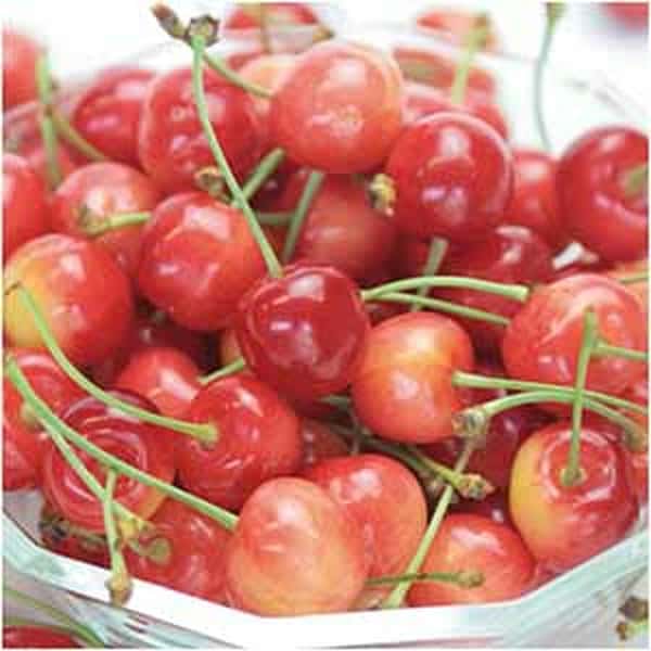 山形県産 さくらんぼ(佐藤錦又は紅秀峰)500g【父の日】