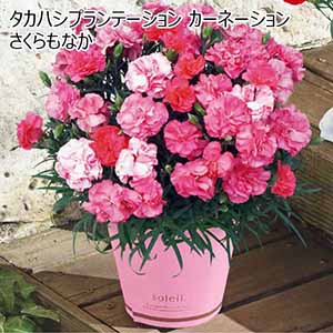 タカハシプランテーション カーネーション「さくらもなか」（SUSTEE付） 【母の日】