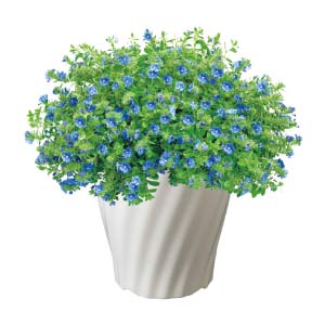 タカハシプランテーション エボルブルス「ブルーラグーン」(SUSTEE付)(お届け期間：7/1〜8/15)【夏の贈りもの・お中元】