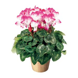 タカハシプランテーション シクラメン「フュージョン ミディ」ワインレッド(SUSTEE付)(お届け期間：12/1〜12/31)【冬の贈りもの・お歳暮】