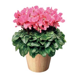 タカハシプランテーション シクラメン「ジックス」ピンク(SUSTEE付)(お届け期間：12/1〜12/31)【冬の贈りもの・お歳暮】