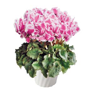 タカハシプランテーション シクラメン「ロマネパープル」(SUSTEE付)(お届け期間：12/1〜12/31)【冬の贈りもの・お歳暮】