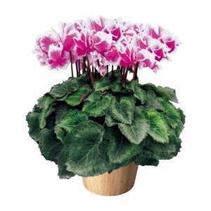 タカハシプランテーション シクラメン「ひらり」むらさきバイカラー(SUSTEE付)(お届け期間：12/1〜12/31)【冬の贈りもの・お歳暮】