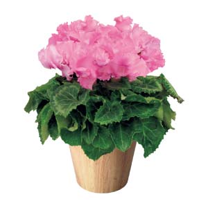 タカハシプランテーション シクラメン「ひらり」もも(SUSTEE付)(お届け期間：12/1〜12/31)【冬の贈りもの・お歳暮】