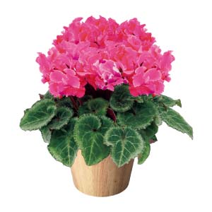 タカハシプランテーション シクラメン「ひらり」ももフレーム(SUSTEE付)(お届け期間：12/1〜12/31)【冬の贈りもの・お歳暮】