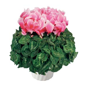 タカハシプランテーション シクラメン「シャイニーピンクウェーブ」(SUSTEE付)(お届け期間：12/1〜12/31)【冬の贈りもの・お歳暮】