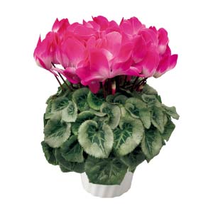 タカハシプランテーション シクラメン「オルニス」パープル(SUSTEE付)(お届け期間：12/1〜12/31)【冬の贈りもの・お歳暮】