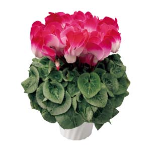 タカハシプランテーション シクラメン「オルニス」レッド(SUSTEE付)(お届け期間：12/1〜12/31)【冬の贈りもの・お歳暮】