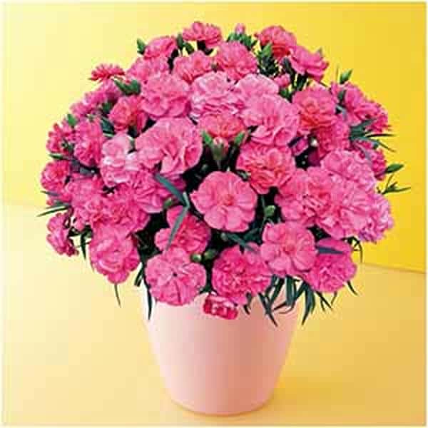 タカハシプランテーション カーネーション「ピーチキャンドル」(SUSTEE付)【母の日】