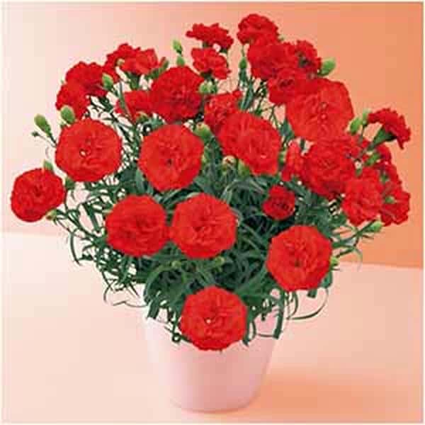 タカハシプランテーション カーネーション「カンタービレ」(SUSTEE付)【母の日】