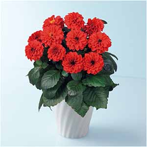 タカハシプランテーション 大輪銅葉ダリア「テンプテーション」レッド(SUSTEE付)【母の日】