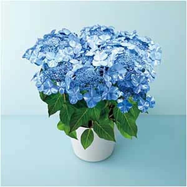 宮崎園芸 あじさい「サニーデイズ」(SUSTEE付)【母の日】