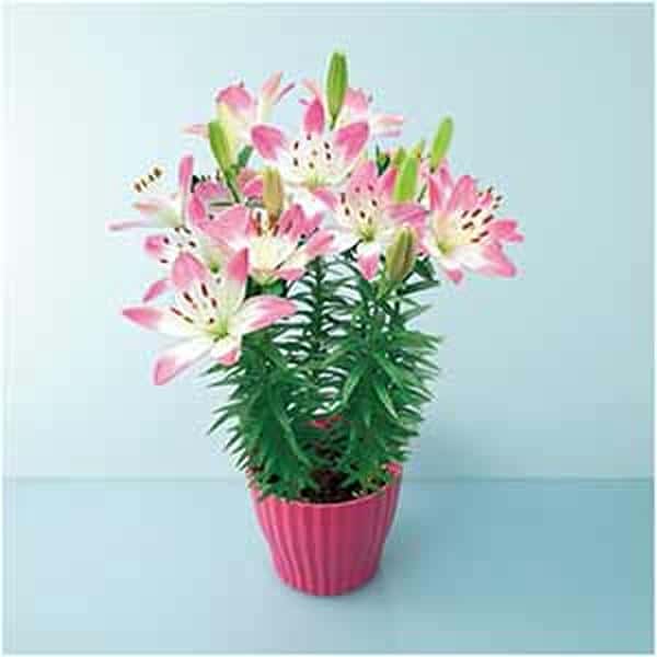 HANAMICHI ユリ「シュガーラブ」(SUSTEE付)【母の日】