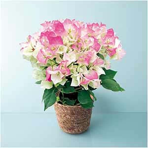 石井園芸 ブーゲンビリア「クリスタルピンク」(SUSTEE付)【母の日】