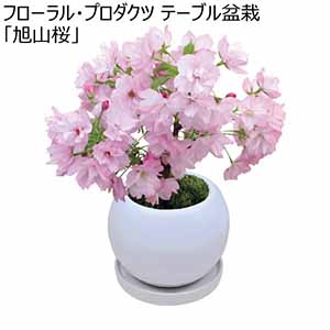 フローラル・プロダクツ テーブル盆栽「旭山桜」 (お届け期間：12/19〜12/31)【冬ギフト・お歳暮】