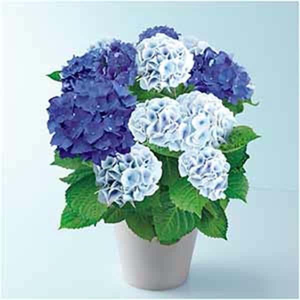 緑海園芸 あじさい「2色植え」(SUSTEE付)【母の日】