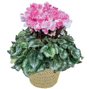 愛花園 シクラメン「キャンディケーン」(SUStee付)(お届け期間：12/11〜12/31)【冬の贈りもの・お歳暮】