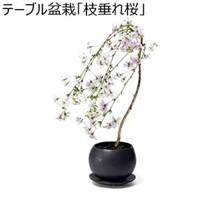 フローラル・プロダクツ しだれ桜のテーブル盆栽（お届け期間：12/19〜12/31）【冬ギフト・お歳暮】