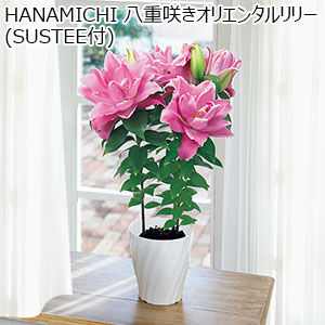 HANAMICHI 八重咲きオリエンタルリリー(SUSTEE付) 【母の日】