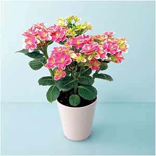 宮崎園芸 あじさい「凛」(SUSTEE付)【母の日】