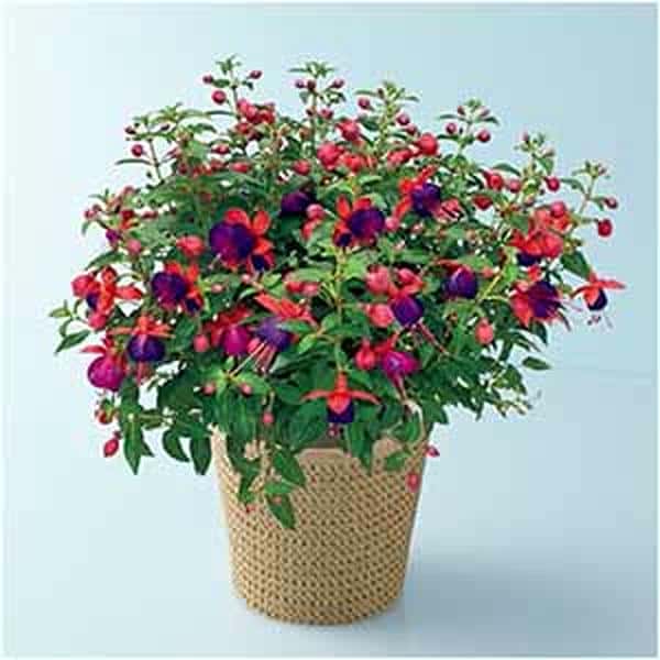 田中園芸 フクシア「ジョリーズ・ナンテス」(SUSTEE付)【母の日】