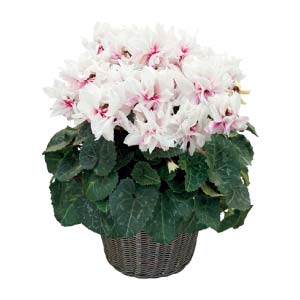 矢祭園芸 シクラメン「ローゼス」ピンクバイカラー 万重咲き(SUSTEE付)(お届け期間：12/11〜12/31)【冬の贈りもの・お歳暮】