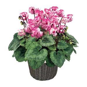 矢祭園芸 シクラメン「チモ・ビクトリア」(SUSTEE付)(お届け期間：12/11〜12/31)【冬の贈りもの・お歳暮】