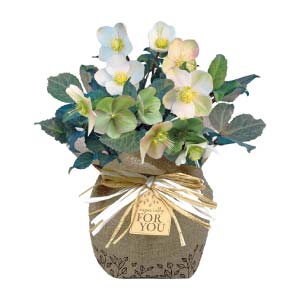 ジョルディカワムラ クリスマスローズ「シューティングスター」(SUSTEE付)(お届け期間：12/15〜12/31)【冬の贈りもの・お歳暮】