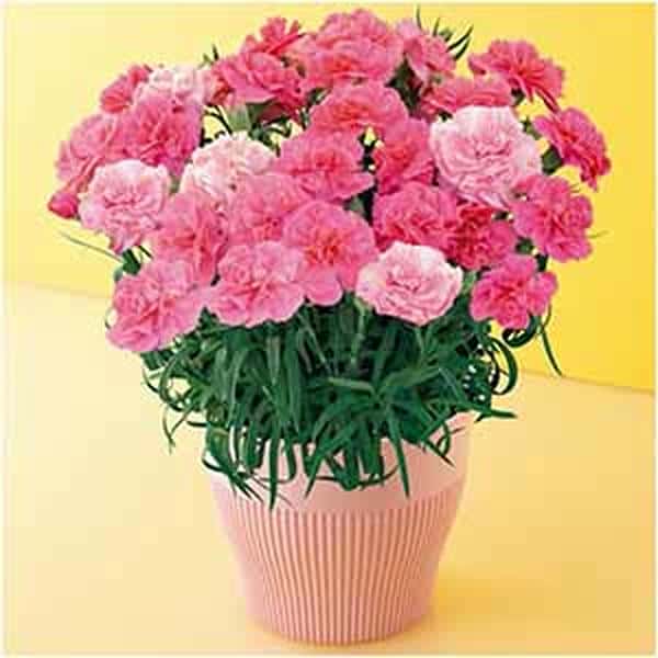 矢祭園芸 カーネーション「ひなあられ」(SUSTEE付)【母の日】