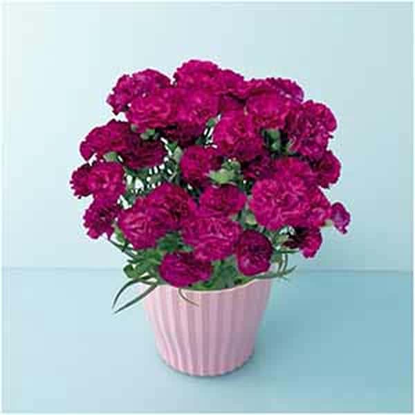 矢祭園芸 カーネーション「ムジカ」(SUSTEE付)【母の日】