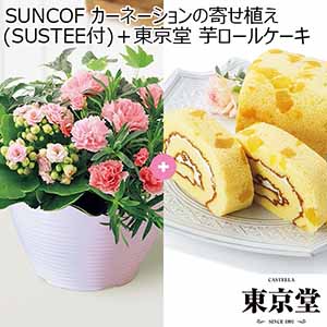 SUNCOF カーネーションの寄せ植え(SUSTEE付)＋東京堂 芋ロールケーキ 【母の日】