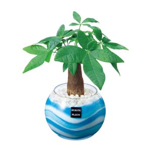 阿部園芸 パキラカラーサンド植え(お届け期間：7/1〜8/15)【夏の贈りもの・お中元】