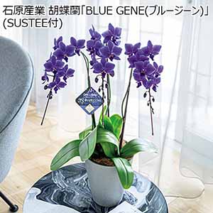 石原産業 胡蝶蘭「BLUE GENE(ブルージーン)」(SUSTEE付) 【母の日】