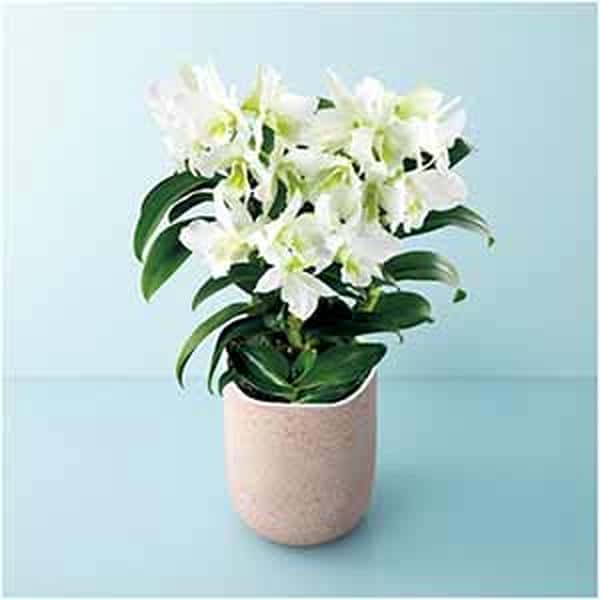 サノ・オーキッド デンドロビウム「サマーナイトドリーム」(SUSTEE付)【母の日】