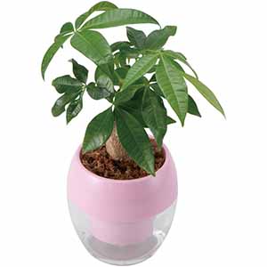 GreenWalk みずてまりんL(パキラ)【母の日】