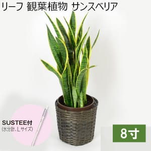 リーフ 観葉植物 サンスベリア8寸（SUSTEE付き）【年間ギフト】