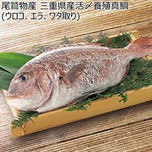 尾鷲物産 三重県産活〆養殖真鯛(ウロコ、エラ、ワタ取り)【冬ギフト・お歳暮】