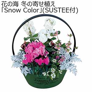 花の海 冬の寄せ植え「Snow Color」(SUSTEE付) (お届け期間：12/1〜12/31) 【冬ギフト・お歳暮】