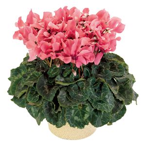 花 イオンショップ