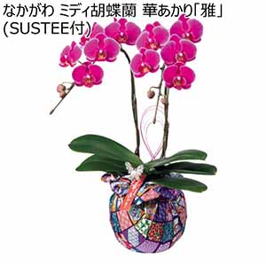 なかがわ ミディ胡蝶蘭 華あかり「雅」(SUSTEE付) (お届け期間：12/1〜12/31)【冬ギフト・お歳暮】