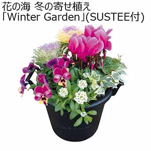 花の海 冬の寄せ植え「Winter Garden」(SUSTEE付) (お届け期間：12/1〜12/31) 【冬ギフト・お歳暮】