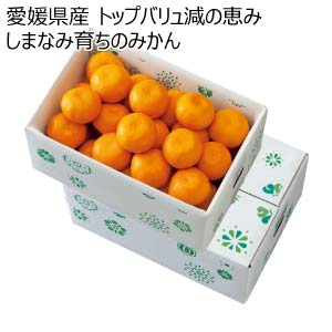 香川県産 是竹みかん 計5kg以上・S〜Lサイズ【お届け期間:11月22