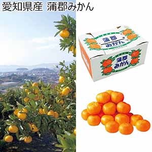 愛知県産 蒲郡みかん 優品 M又はLサイズ 計3kg以上 (お届け期間：11/15〜12/28) 【冬ギフト・お歳暮】