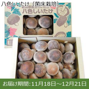 新潟県産 八色しいたけ(菌床栽培)900g箱【お届け期間 11／18〜12／21】【ふるさとの味・北陸信越】