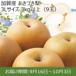 加賀産 あきづき梨 3Lサイズ・9玉【ふるさとの味・北陸信越】