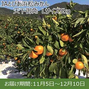 静岡県産(JAとぴあ浜松)JAとぴあ浜松みかん 天下御免 Lサイズ5kg【限定100箱】【お届け期間：11/5(火)〜12/10(火)】【ふるさとの味・東海】