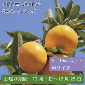 徳島県産(JA徳島市) みかん(マルハチ) 計10kg以上・Mサイズ【お届け期間:12月1日〜12月28日】【ふるさとの味・中四国】