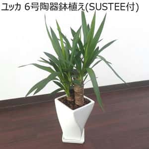 ユッカ　6号陶器鉢植え（SUSTEE付）【ふるさと・東海】